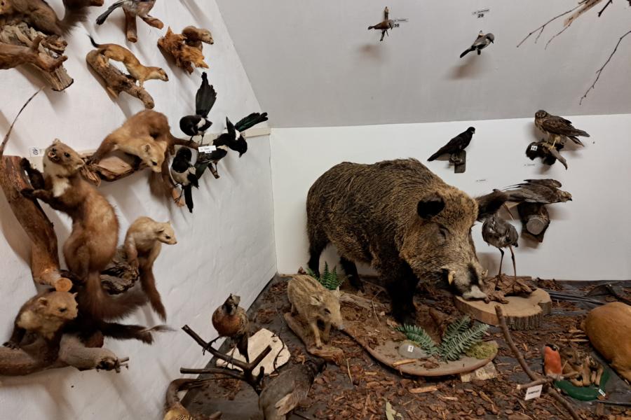 Tiere aus Wald und Feld
