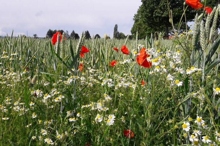 Blühstreifen im Calenberger Land